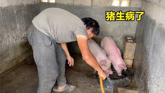 流浪哥养的猪生病了,只喂南瓜、玉米,不喂猪饲料能长成肥猪吗?