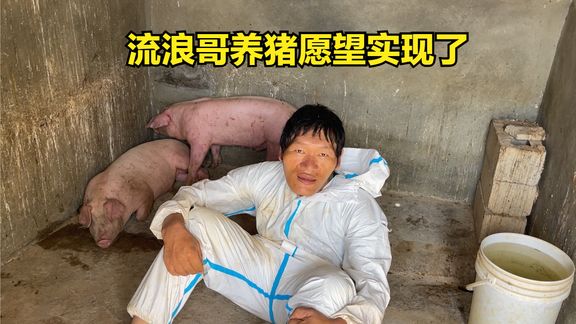 流浪哥愿望实现了,去养猪场买小猪买一送一,20公斤的18块5一斤