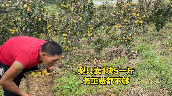 梨价格不好没销路,全都烂在树上了,流浪哥捡了20多斤煮一锅喂猪