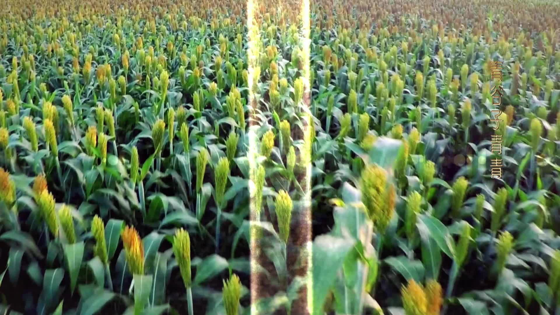 青谷子 第35集视频封面图