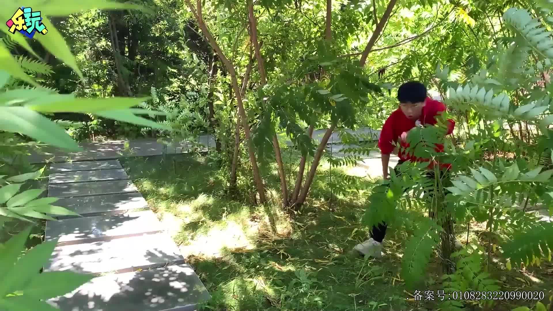 乐玩恐龙大冒险 第21集视频封面图