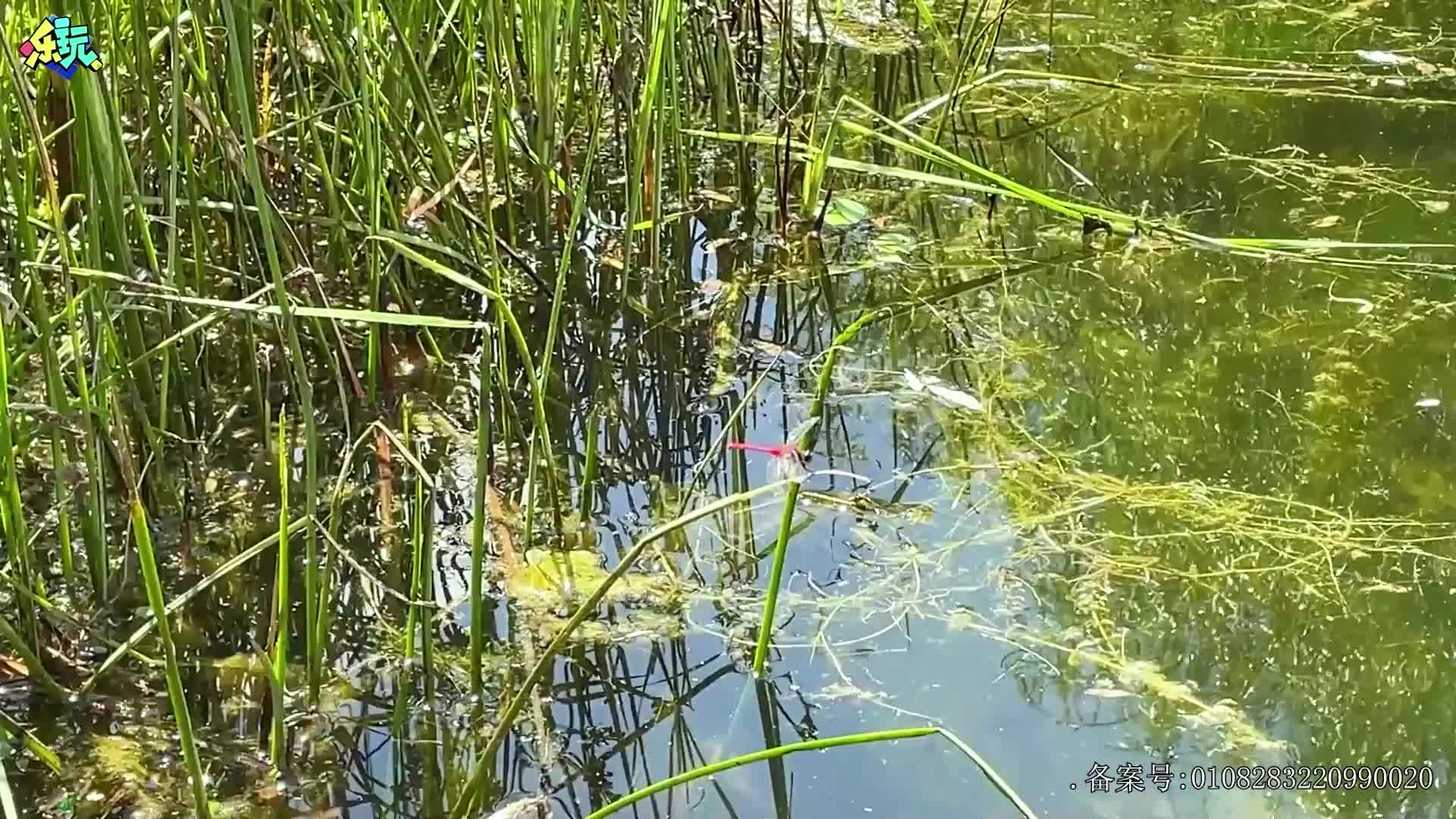 乐玩恐龙大冒险 第24集视频封面图