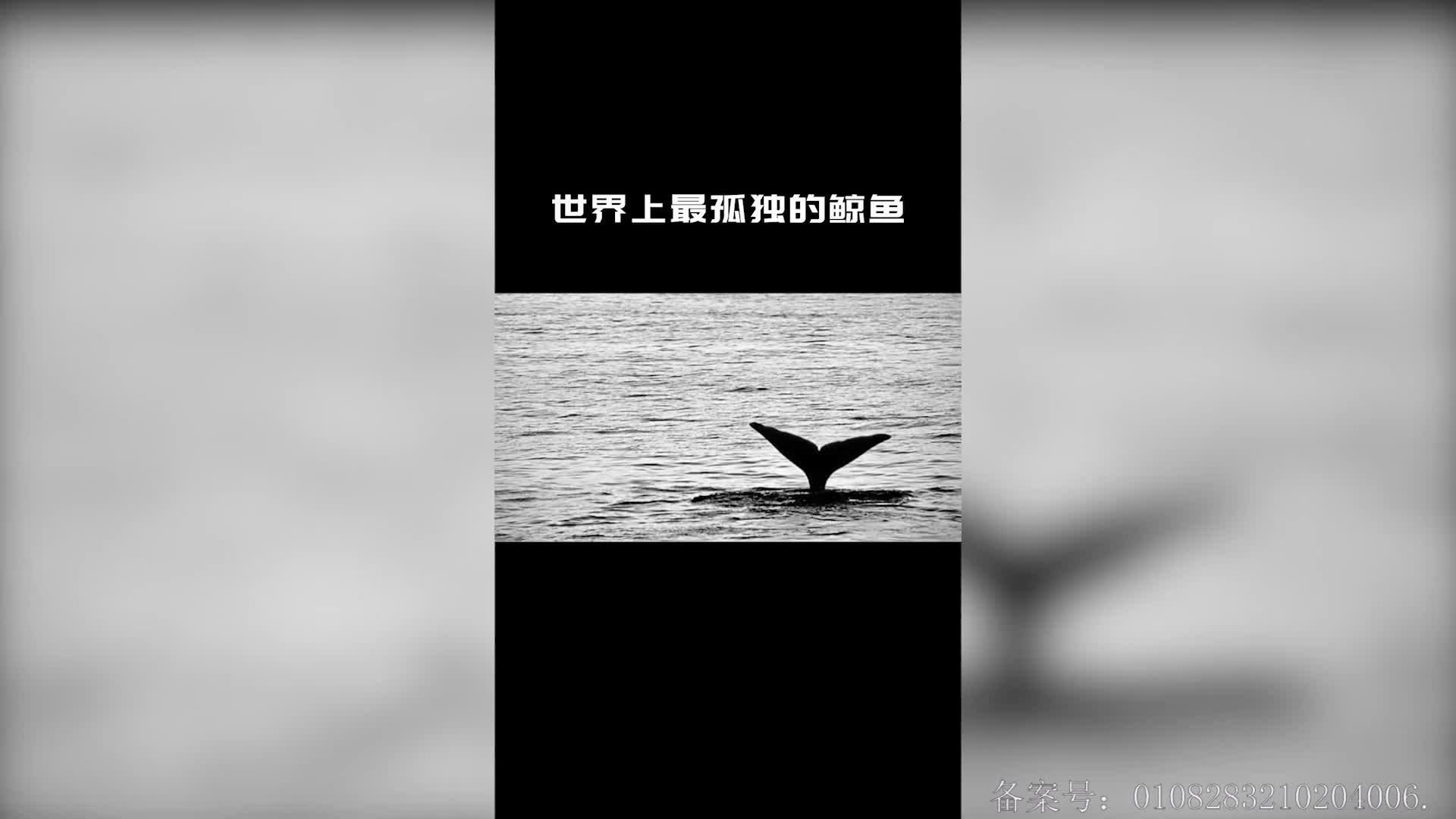 摩登大自然小剧场 第90集视频封面图