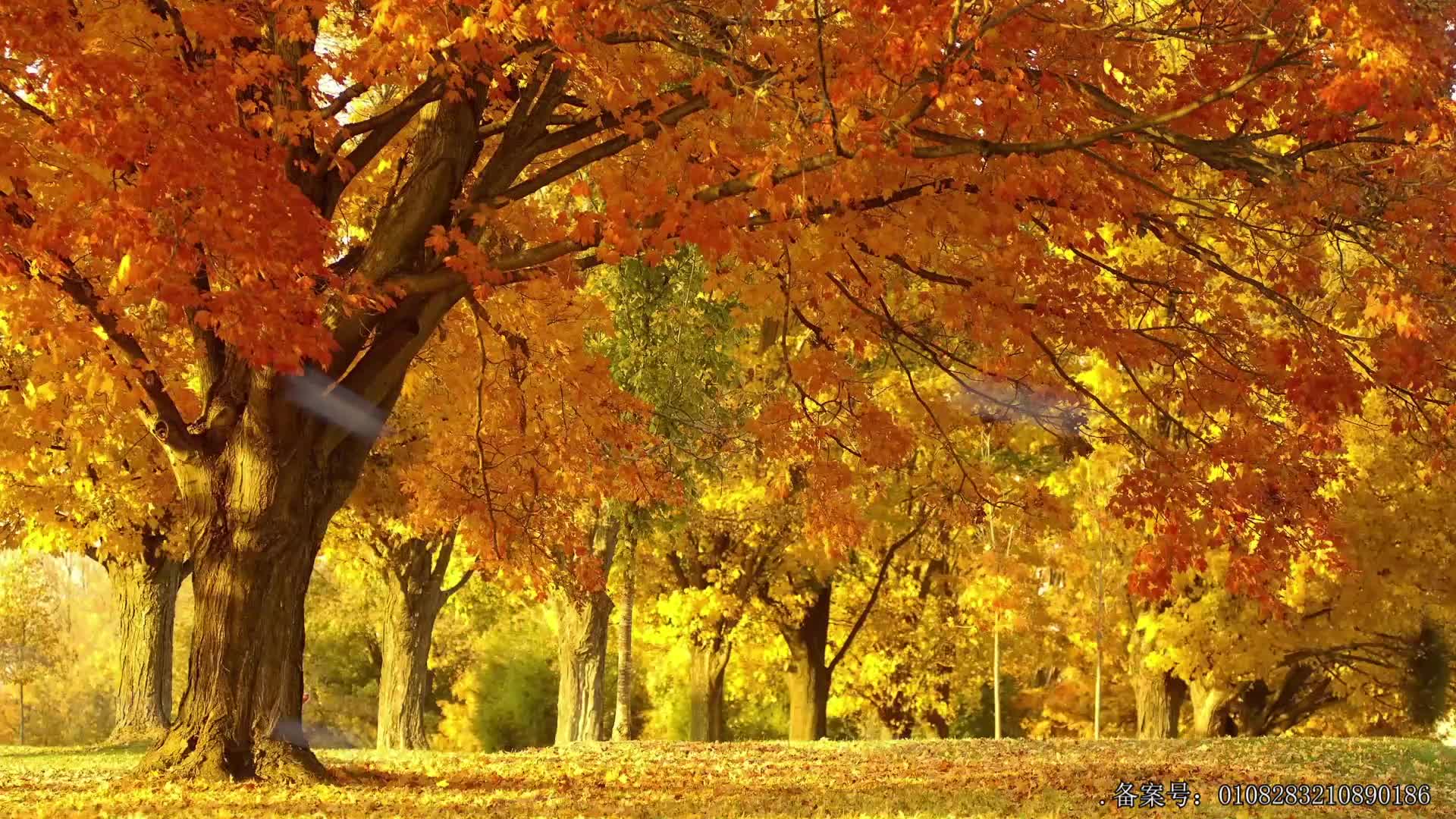 工程车剧场故事 第52集视频封面图