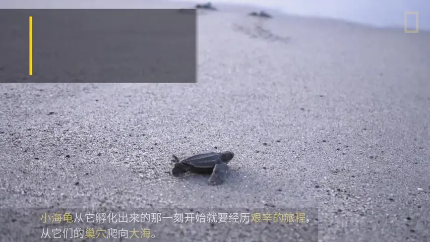国家地理：小探险家双语百科之海洋探秘节目 5集