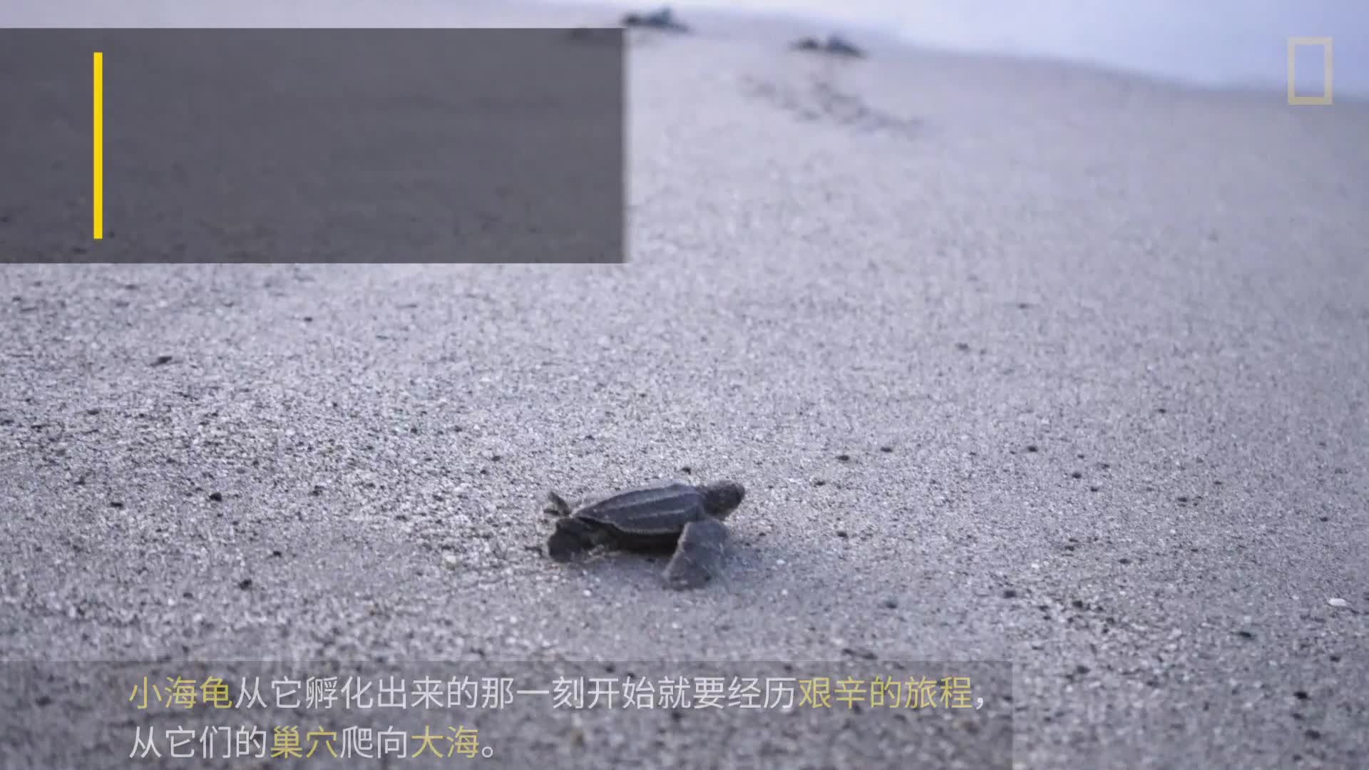 国家地理：小探险家双语百科之海洋探秘节目 第5集视频封面图