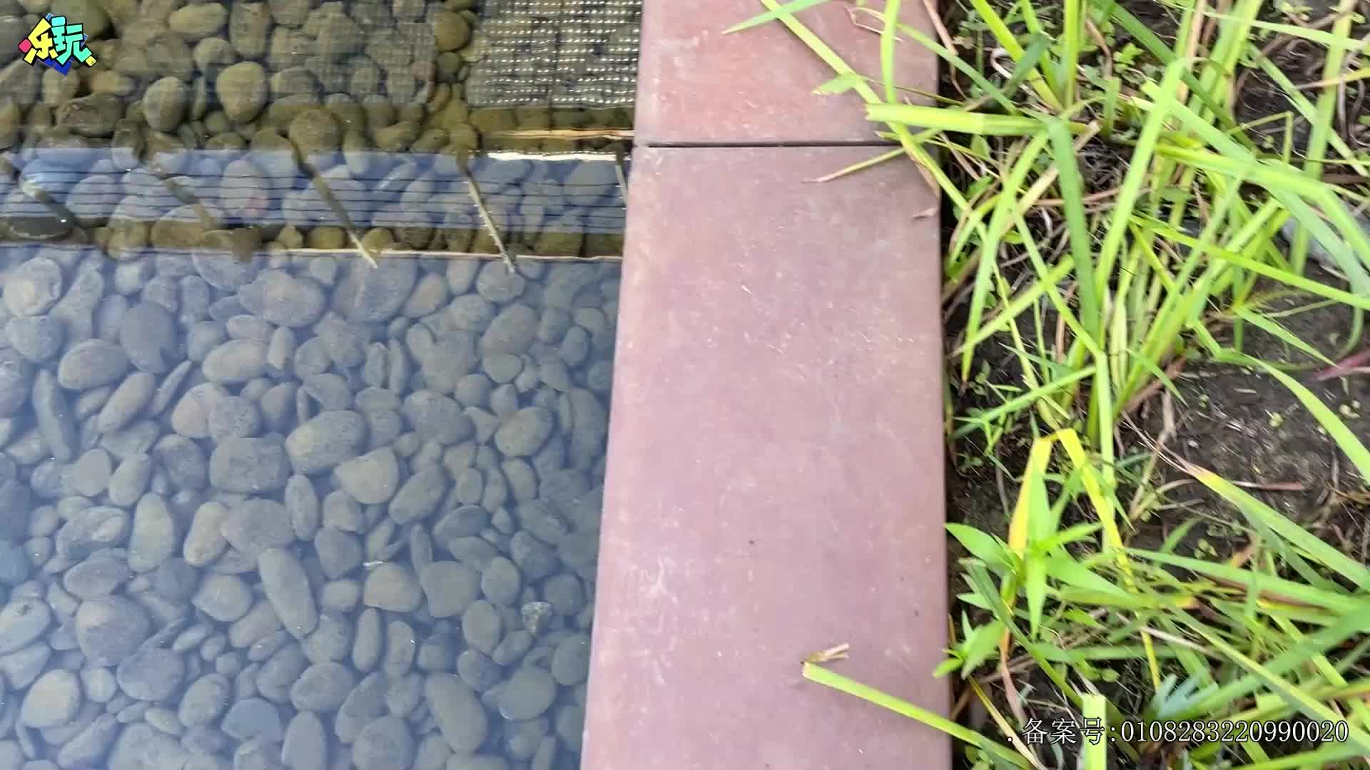 乐玩恐龙大冒险 第29集视频封面图