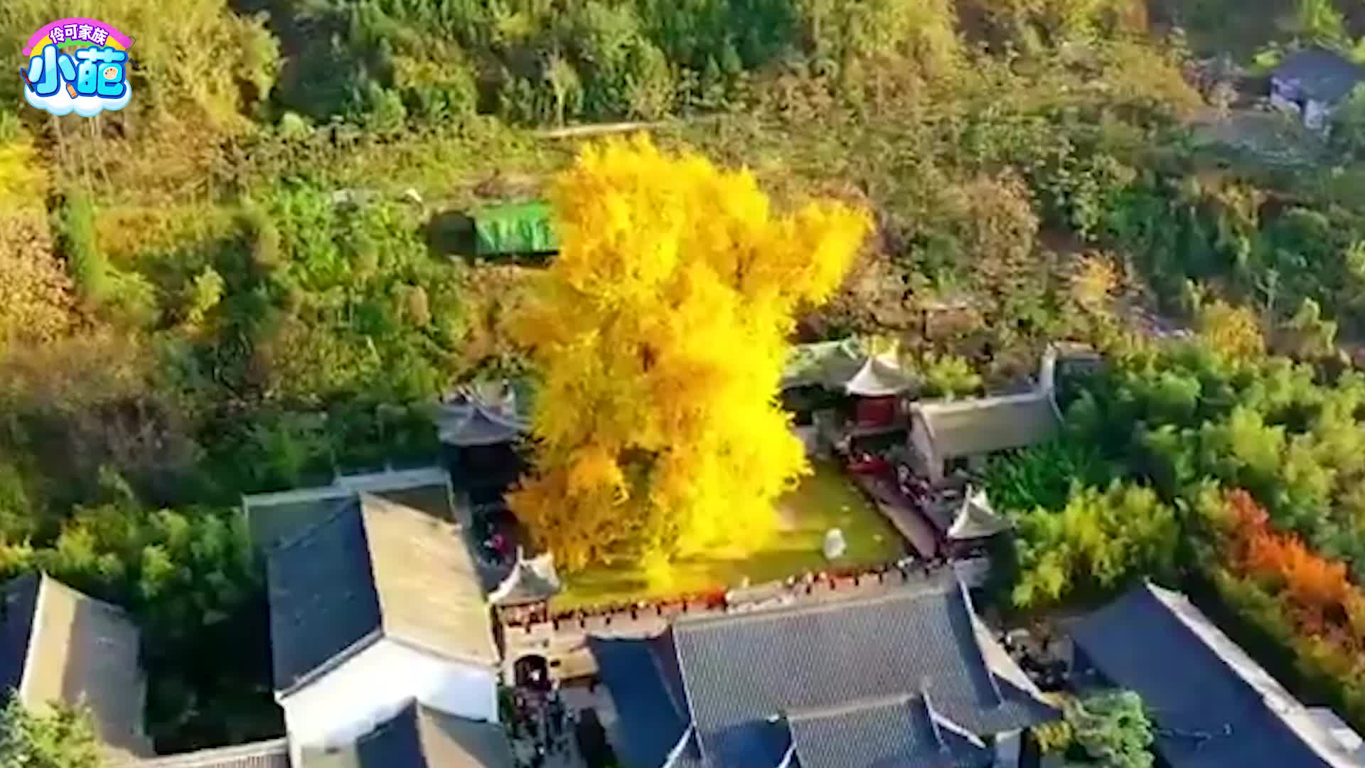 伶可家族小葩 8集