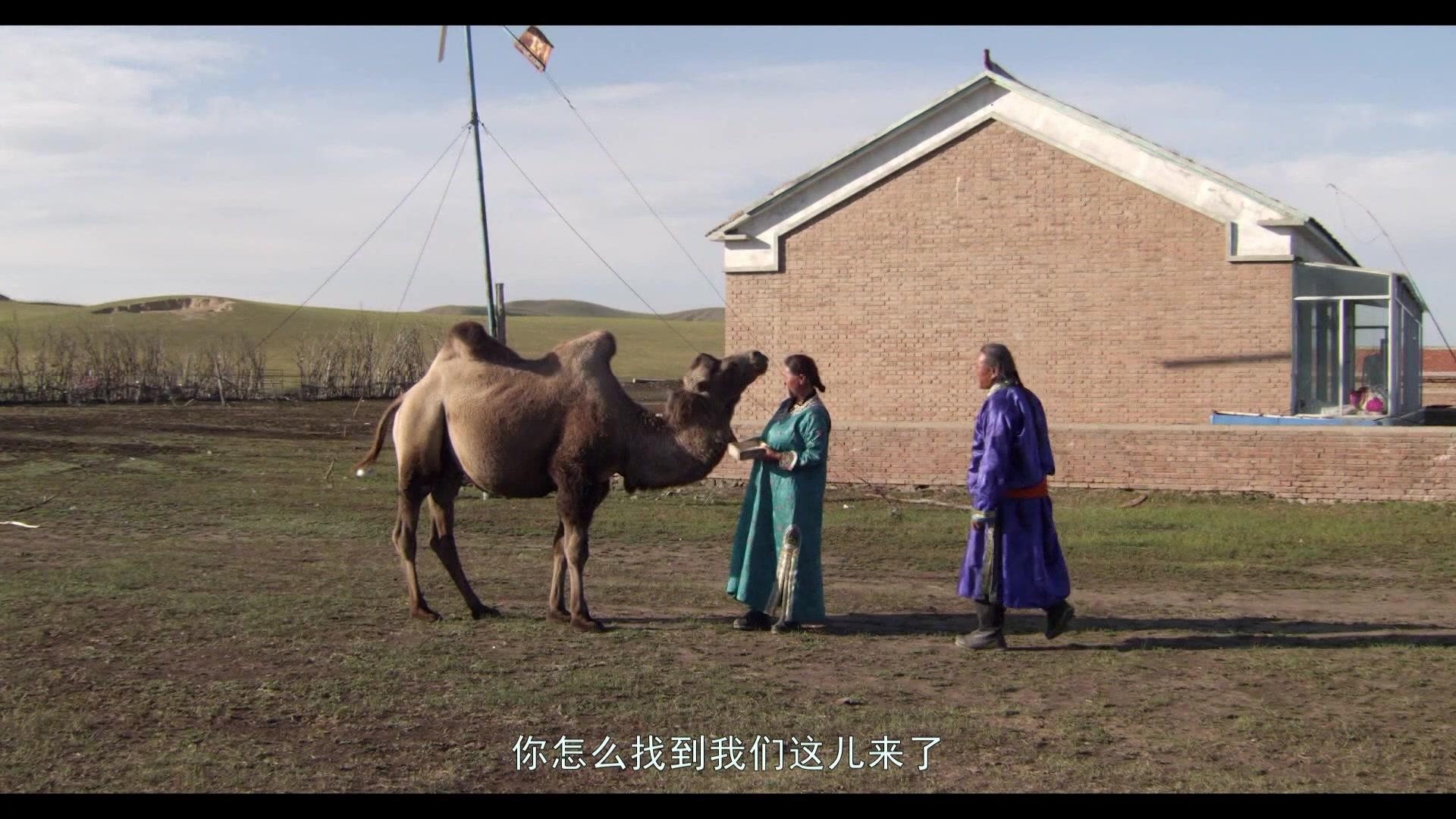 在草原上 第14集视频封面图