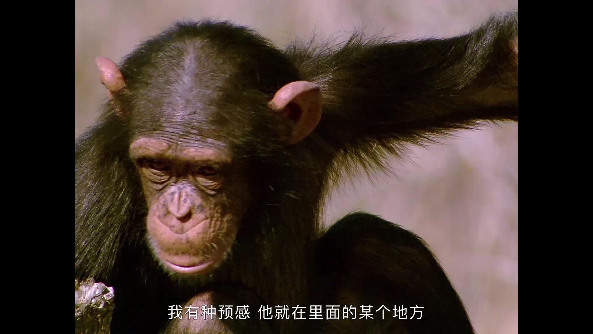 小象寻母视频封面图