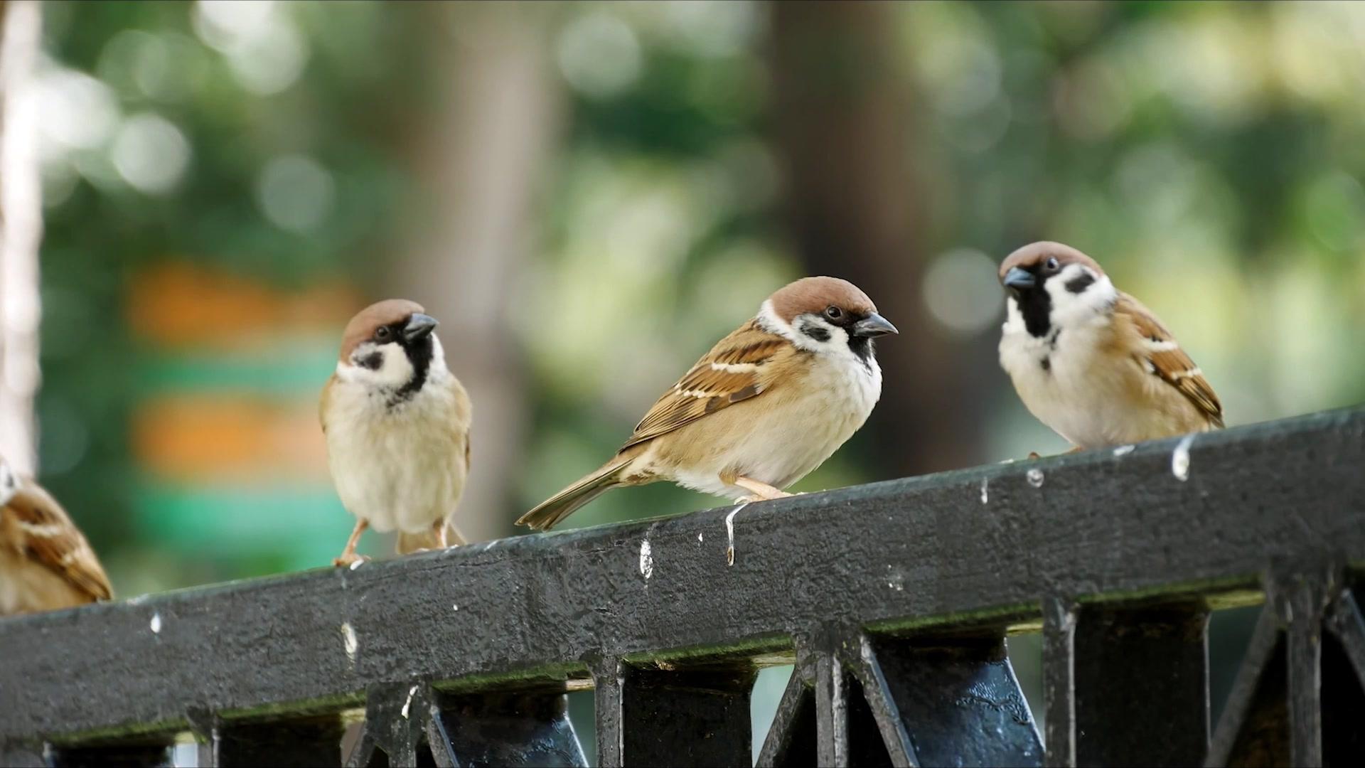 无忧面包店第二部 第16集视频封面图