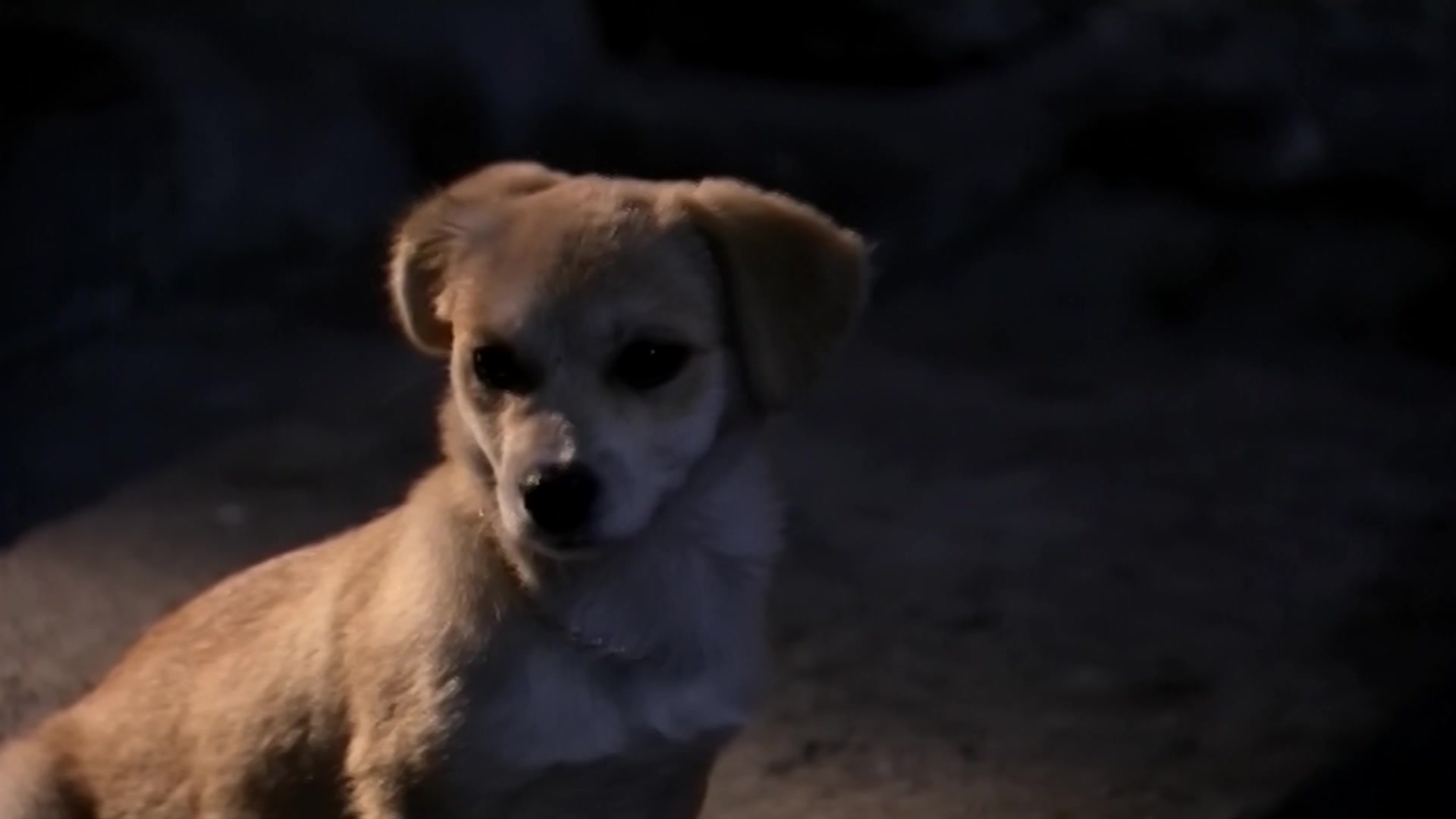 儿女冤家 第25集视频封面图