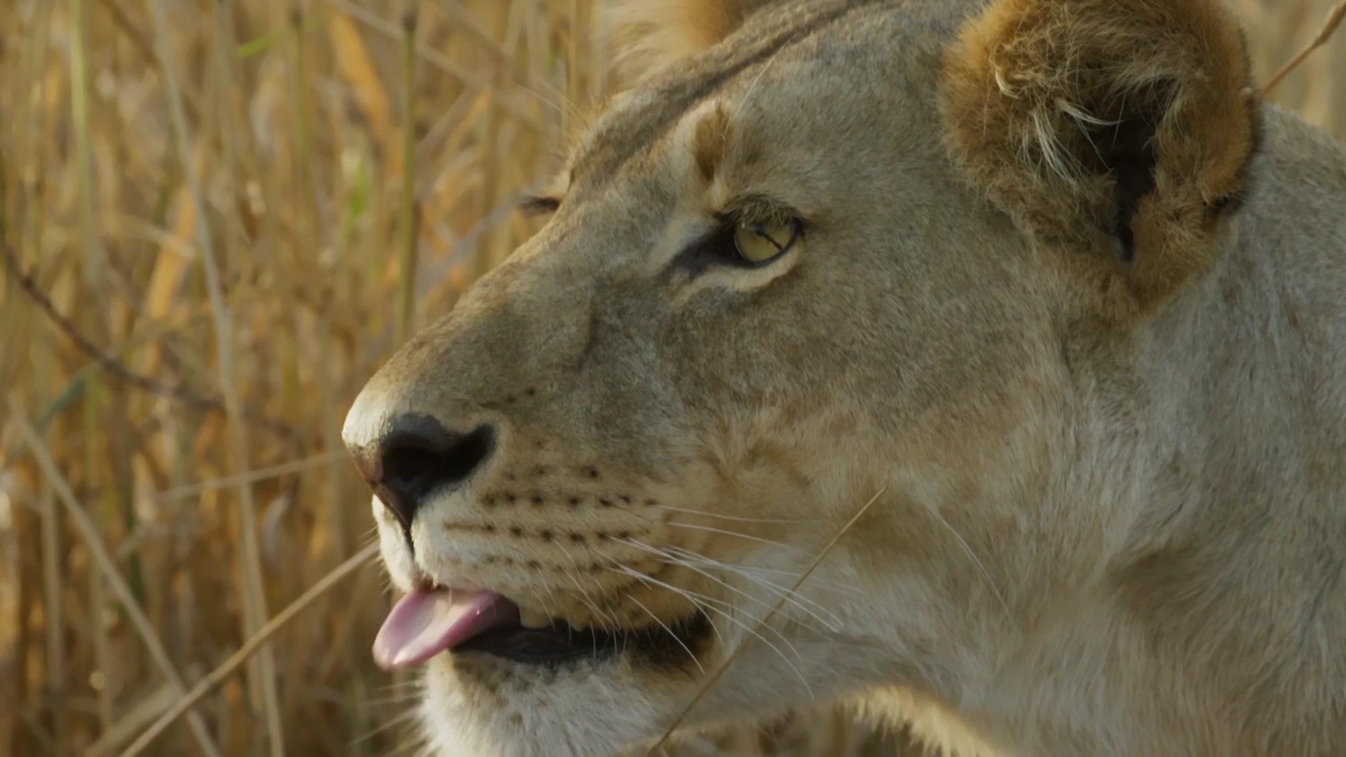 《塞伦盖蒂》第2集视频封面图