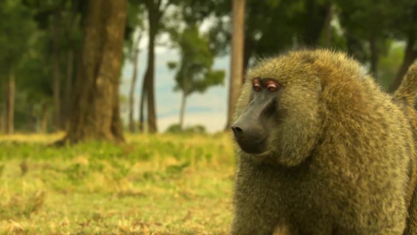 《塞伦盖蒂》第4集