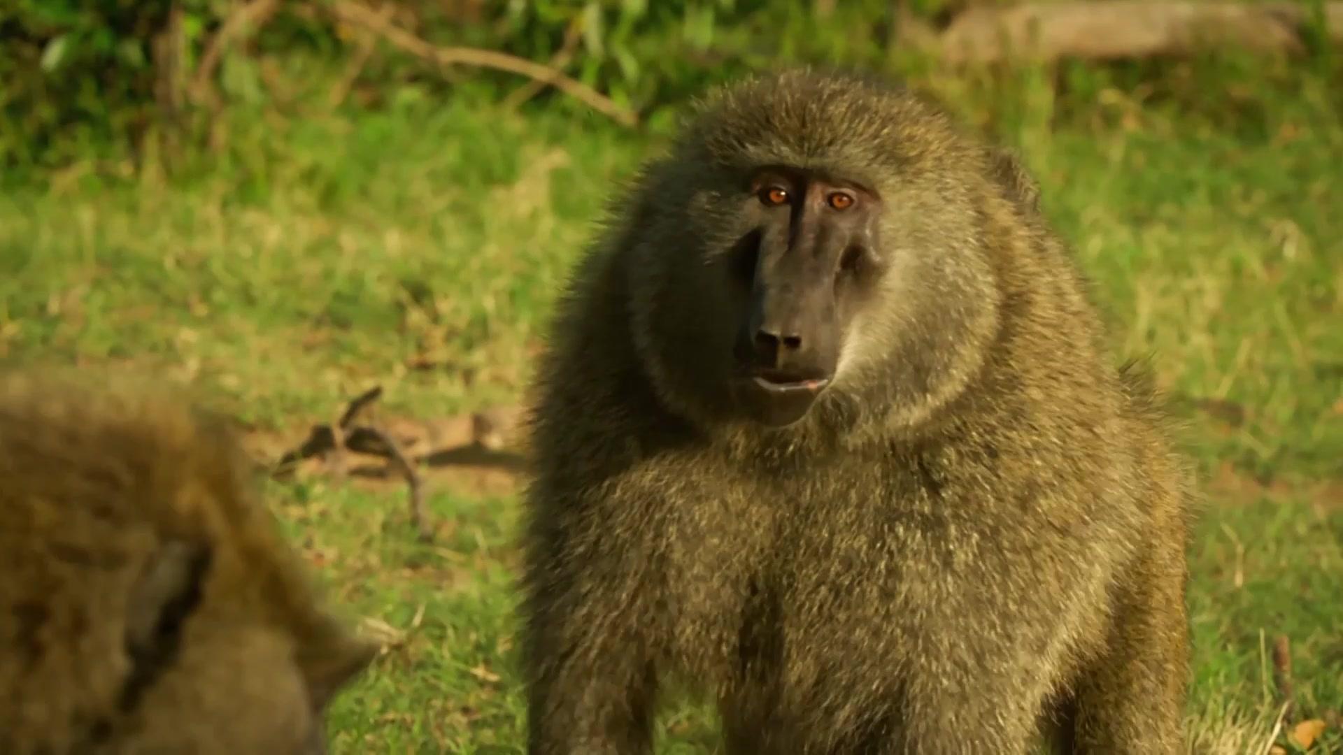 《塞伦盖蒂》第3集视频封面图