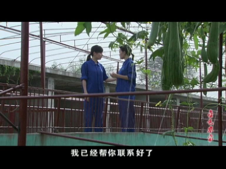 金色农家 第13集视频封面图