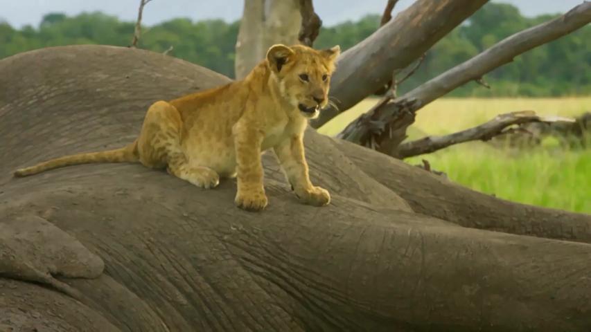 《塞伦盖蒂》第6集