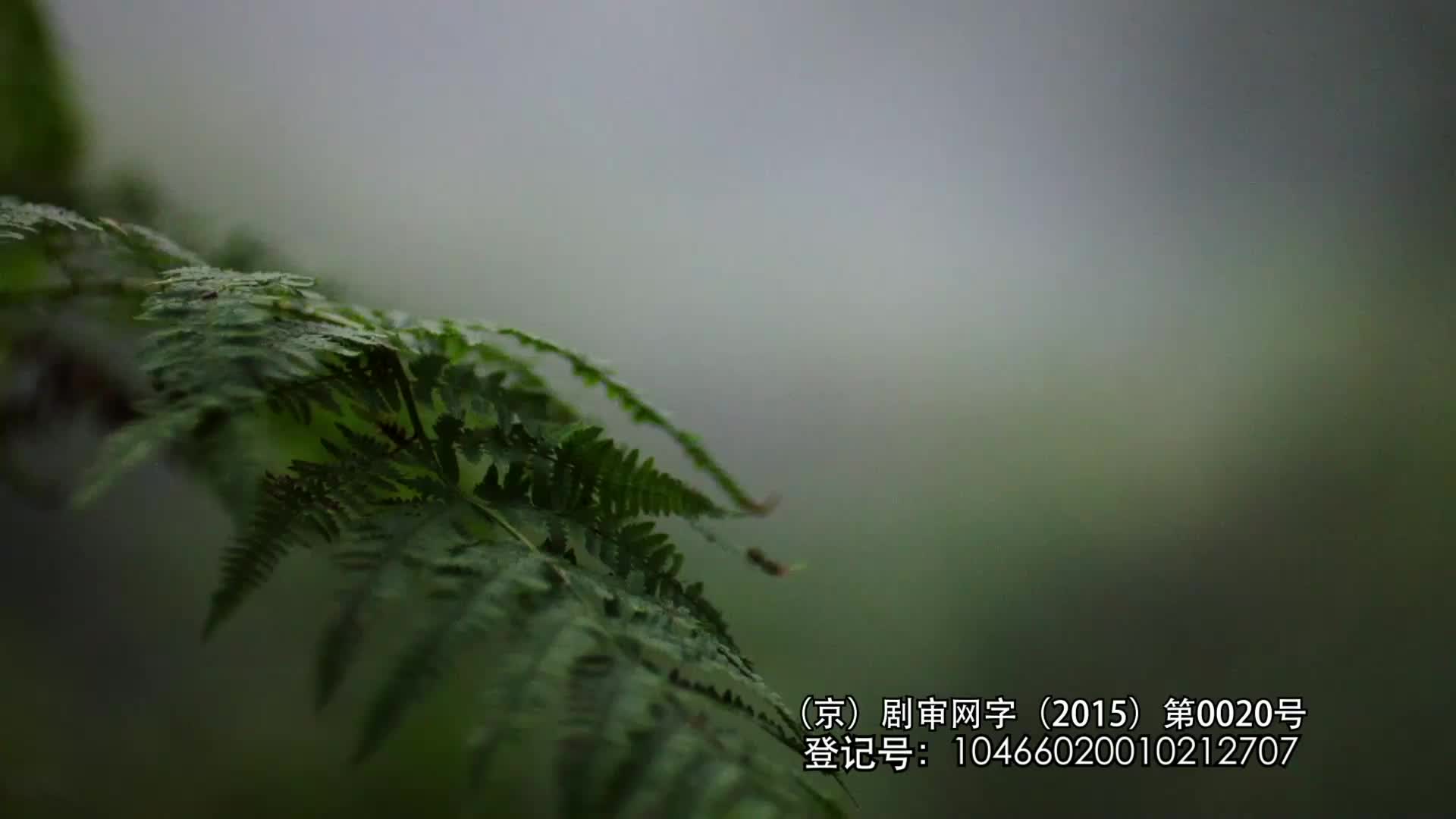 波尔达克第一季 1集