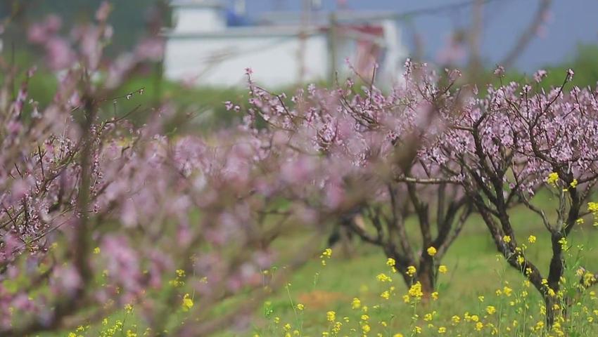 《二十四节气》第5集