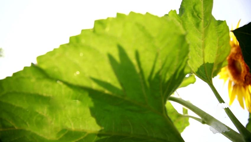 《二十四节气》第12集