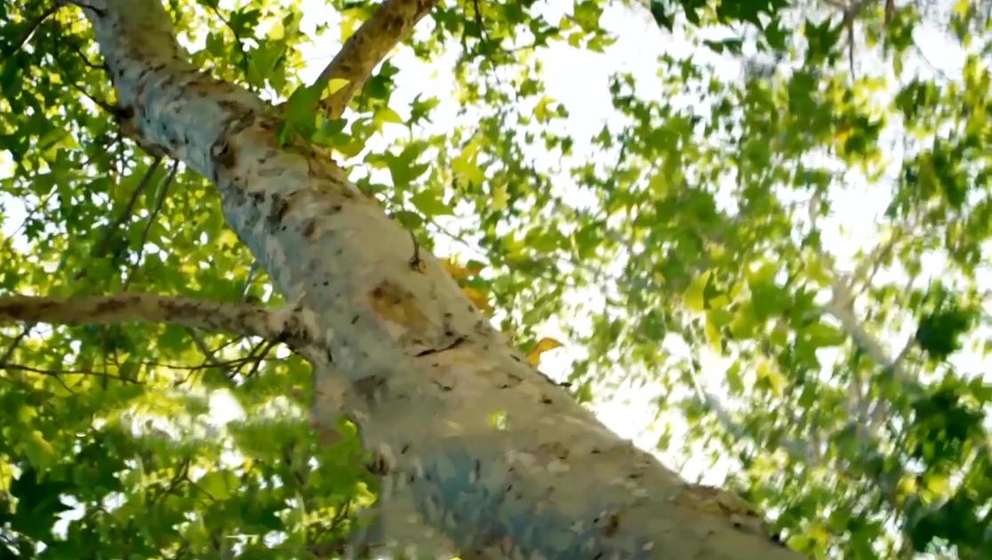 《二十四节气》第13集视频封面图